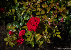 Boskoop Glory van Spek Rozen, een van de winnaars